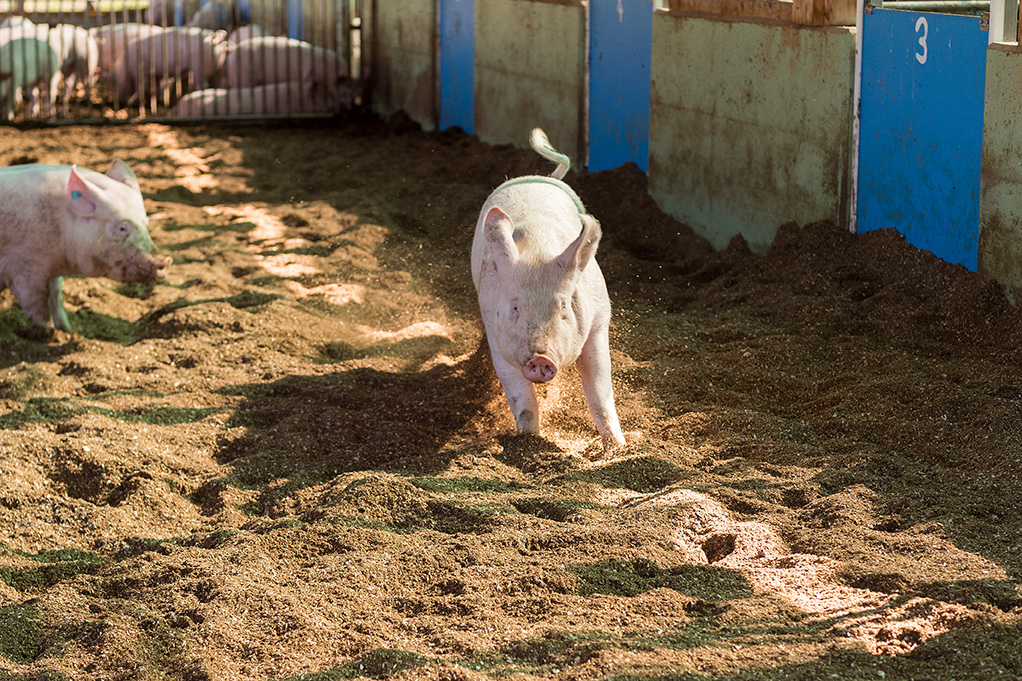 Auswahl_Wiesenschwein_AG_mgarten_B2019_0001_small