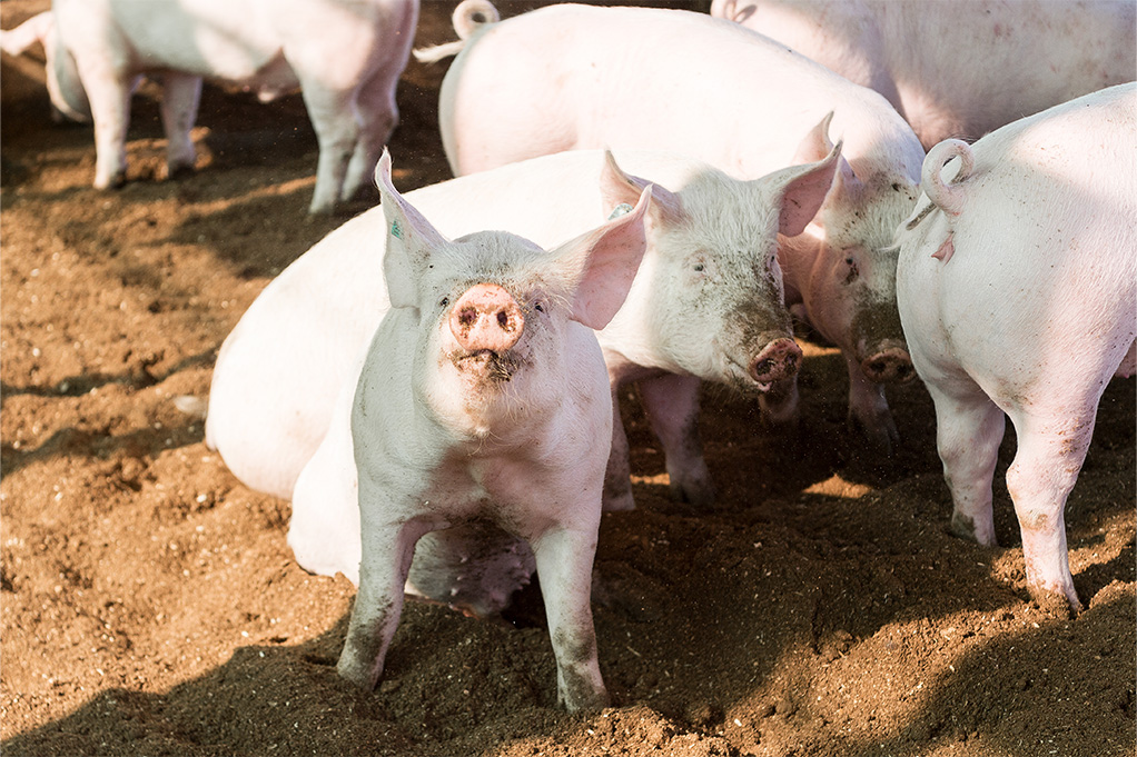 Auswahl_Wiesenschwein_AG_mgarten_B2019_0003_small