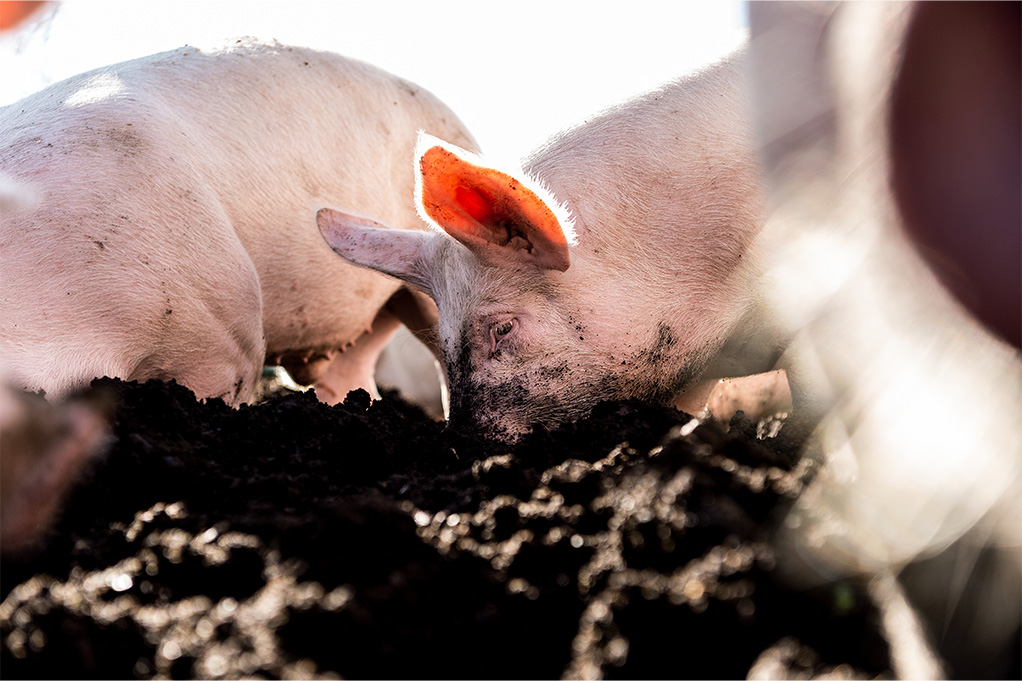 Auswahl_Wiesenschwein_AG_mgarten_B2019_0014_small