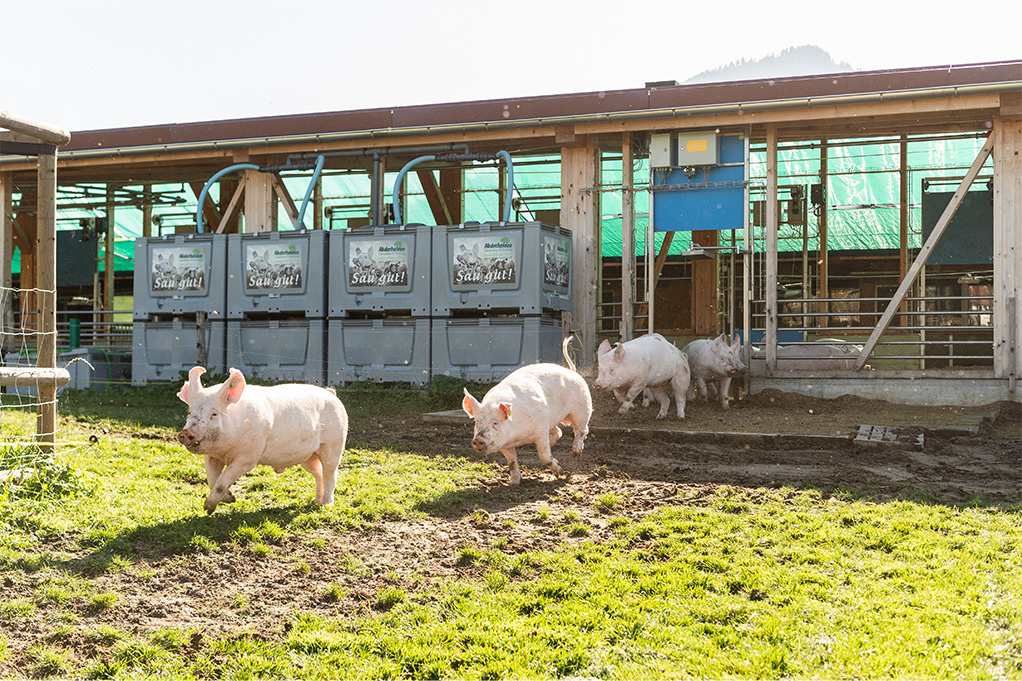 Auswahl_Wiesenschwein_AG_mgarten_B2019_0017_small